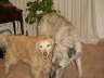 Posted by Flower-Child on 1/2/2002, 36KB
This is Barley and Ben playing. Barley was the most beautiful Golden you've ever seen. Also lost to cancer. He is dearly 