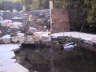 Posted by steph© on 4/20/2002, 43KB
Well I like the ducks in the fish pond!!!!!!