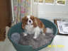 Posted by Rycore1 on 4/23/2002, 35KB
Ellie is a 4year old CKCSpaniel
Ann.