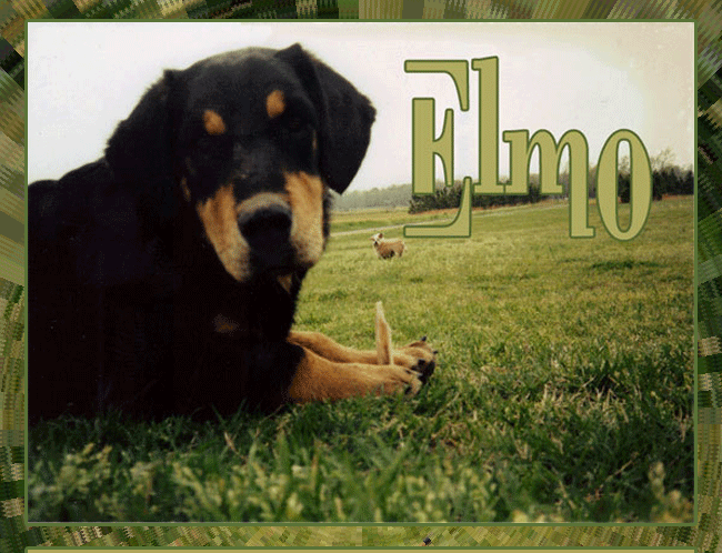 elmo1top.gif picture by skcaga6