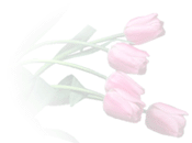 Friendshptulips.gif picture by cam-4444