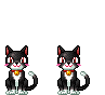 ccat73.gif picture by muffinkitty12