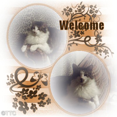 Welcomekittens.jpg Kittens two of picture by enforcer99-photos