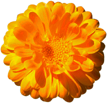 greatest-flower2.gif (18428 bytes)