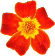 greatest-flower4.gif (19076 bytes)