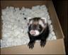 Posted by Ohh_Rissa on 9/10/2007, 84KB
This is Roland playing in a box of safe biodegradable starch packing peanuts.

