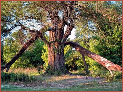 oldwillowtree.jpg oldwillowtree.jpg picture by mokijune