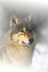 wolf1.png picture by Wolf-pictures