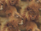 Lions.jpg image by wicked_jill