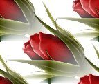 2rose.jpg picture by Joy_MsBttrFly