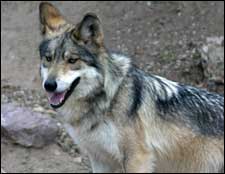 Mexican Wolf, AZ GFD