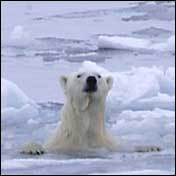 Polar Bear (USFWS)