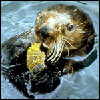 Sea Otter (Photo: NOAA)