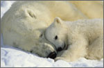 Polar bear and cub (Norbert Rosing, National Geographic)