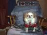Posted by Stormlover_Devlin on 9/8/2003, 43KB
We have anouther japanese chin coming this month his name will be pistichio.............Will update ~grins~  she is like 