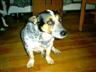 Posted by doglover44 on 2/29/2004, 36KB