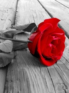 Red_Rose.jpg picture by chriss71
