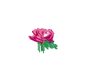 pinkrose14.gif picture by chriss71