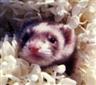Posted by Ferretmom1 on 8/22/2002, 17KB
Codey as a baby. He's now a bright star in the sky and will always be a part of my heart.