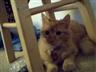 Posted by Luv4Ferrets on 4/10/2003, 40KB
My loveable, huggable, adorable orange tabby cat named Clem  (i'm a huge Clemson University Tigers fan)