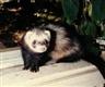 Posted by cyberfert on 1/8/2003, 21KB
Our very first ferret