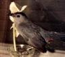 Posted by cyberfert on 1/8/2003, 13KB
He was a rescue.