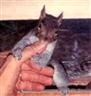 Posted by cyberfert on 1/8/2003, 12KB
One of many squirrels we raised.
