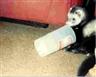 Posted by cyberfert on 1/8/2003, 18KB
My little Klepto