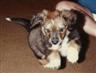 Posted by cyberfert on 1/8/2003, 18KB
One cute puppy.