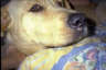 Posted by cleopatralyn® on 7/21/2001, 22KB
bailey, my 122lb lab.....