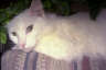 Posted by cleopatralyn® on 7/21/2001, 19KB
this is my cat....