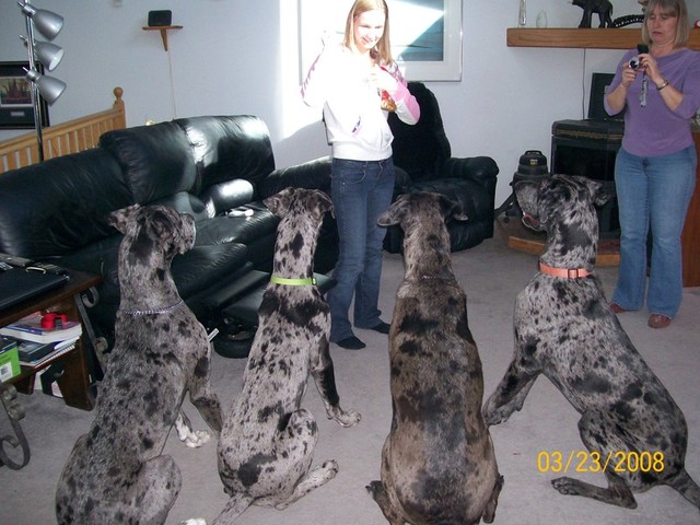 4dogs1.jpg picture by mitche1l