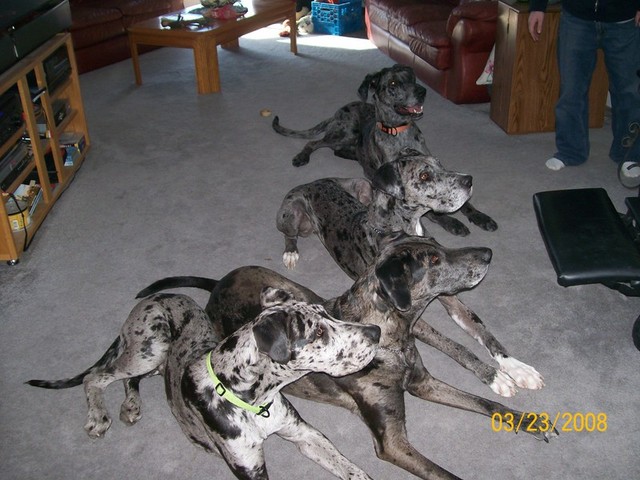 4dogs3.jpg picture by mitche1l