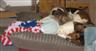 Posted by Anidawehi20 on 8/21/2008, 31KB
Baylee and the Bassets napping