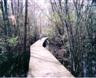 Posted by sentosa on 11/22/2004, 80KB
This photograph was taken in Louisiana.  The walkway leads to house situated on a bayou.  The figure in the trees did not