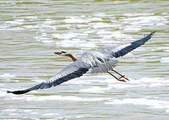 Great_blue_heron