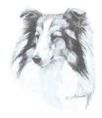 Shetland_Sheepdog.jpg picture by JEWELSGALOR