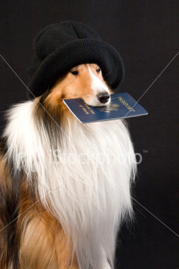 ist2_1355120_dog_with_passport.jpg picture by JEWELSGALOR