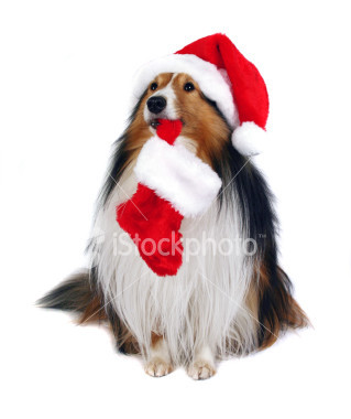 ist2_2424166_santa_sheltie.jpg picture by JEWELSGALOR