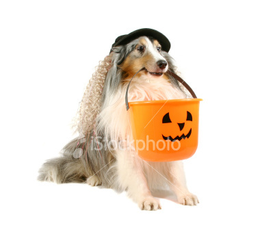 ist2_4508853_dog_with_pumpkin_bucke.jpg picture by JEWELSGALOR