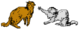 Two Cats Fighting