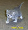 Posted by Fluffy on 4/17/2002, 70KB
Multiple liters from shop behind office.  We try to find them good homes.