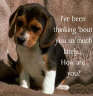Posted by Aü§Póê†™ on 3/26/2001, 17KB
Blushes mischievious little pooch....don'tcha just love him.......good boy Toto!