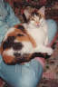 Posted by Aü§Póê†™ on 7/9/2001, 38KB
Here is Magi, my daughter's first kitten kept from the litter from her first cat Magi...get the idea!!!  Sheeezz!!  Emma 