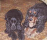 Posted by Aü§Póê†™ on 7/9/2001, 26KB
It is hard to think that my best mate Rommel passed away in 1989. Here he is with my other cocker Frieda, the little blac