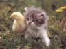 Posted by Aü§Póê†™ on 7/11/2001, 38KB
Now this makes the word cute look like....CUUUUTTTEEEE!!!!!!!!!!
