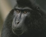 photo of a catarrhine nose (Celebes black macaque)