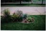 Posted by Sainted1 on 7/12/2008, 130KB
flower bed in front yard facing street.