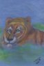 tiger.jpg tiger image by lindann