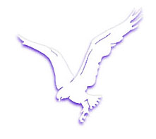 white eagle flying